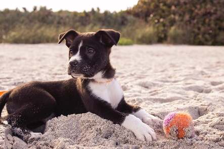 Cute black and white dog lying on the beach with a ball in front of him