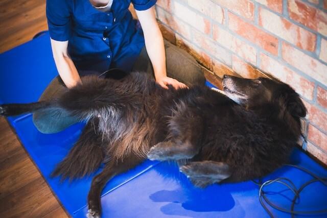 Veterinary Orthopedic Manipulation